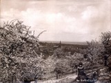 Kirschblüte am Kuckucksweg. 1920.